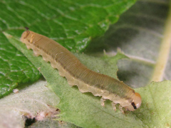 Pachyprotasis rapae