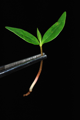 Magnolia grandiflora