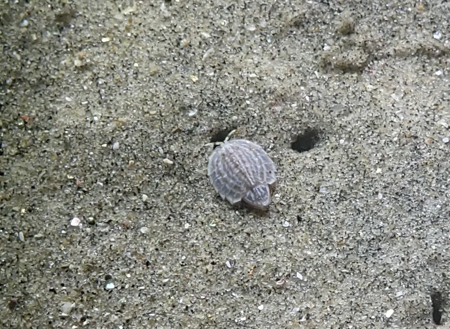 Heteroserolis