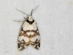 Thallarcha albicollis