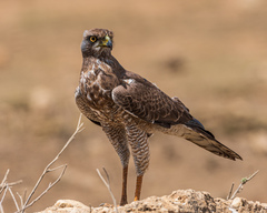 Melierax poliopterus