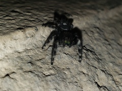 Phidippus audax