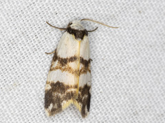 Thallarcha albicollis