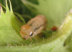 Pachyprotasis rapae