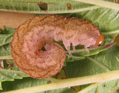 Tenthredo colon