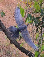 Anhinga rufa vulsini