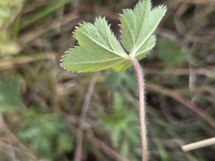 Alchemilla micans, photograph (c) arthur_haendler, some rights reserved (CC BY)