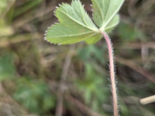 Alchemilla micans, photograph 6