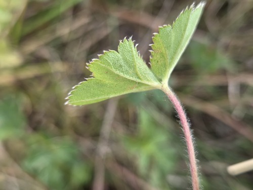 Alchemilla micans, photograph 4