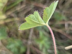 Alchemilla micans, photograph (c) arthur_haendler, some rights reserved (CC BY)