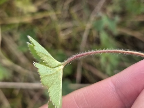 Alchemilla micans, photograph 3