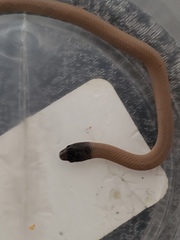 Tantilla