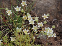 Saxifraga aspera