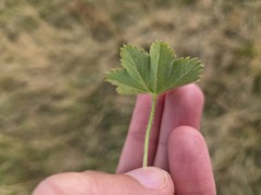 Alchemilla glaucescens, photograph (c) arthur_haendler, some rights reserved (CC BY)