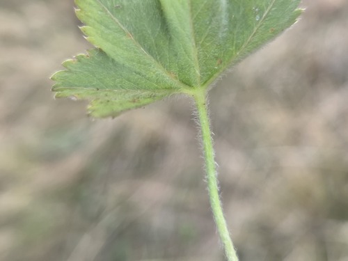 Alchemilla glaucescens, photograph 3