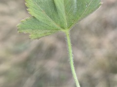 Alchemilla glaucescens, photograph (c) arthur_haendler, some rights reserved (CC BY)