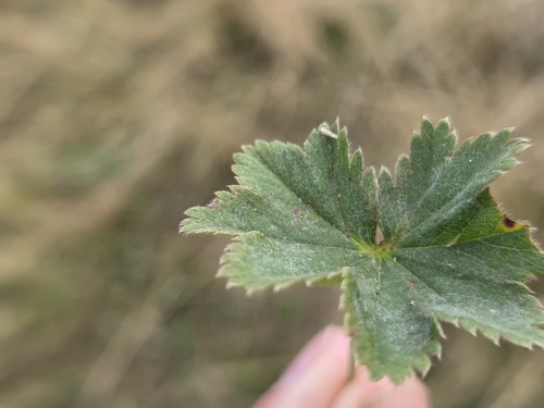 Alchemilla glaucescens, photograph 4