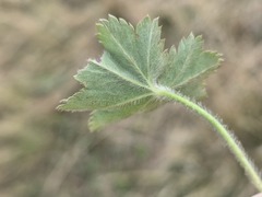 Alchemilla glaucescens, photograph (c) arthur_haendler, some rights reserved (CC BY)