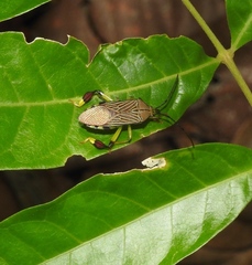 Melucha lineatella