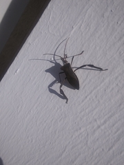 Acanthocephala declivis