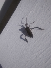 Acanthocephala declivis