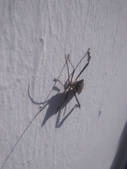 Acanthocephala declivis