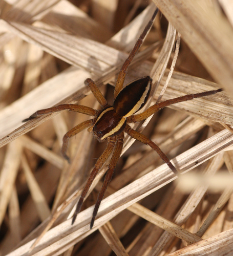 Raft Spider