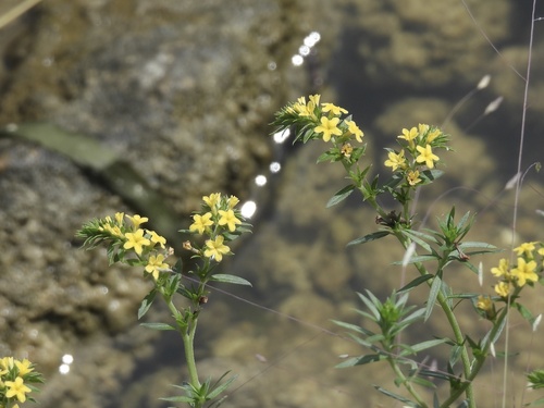 Euploca polyphylla, photograph 5