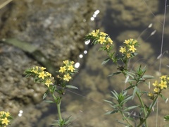 Euploca polyphylla, photograph geosesarma, CC BY, iNaturalist via GBIF