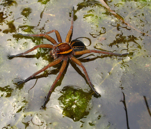 Raft Spider
