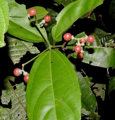 Hasseltia