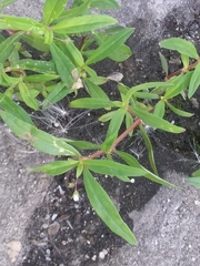 Oldenlandia corymbosa