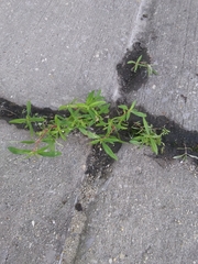 Oldenlandia corymbosa