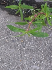 Oldenlandia corymbosa