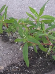 Oldenlandia corymbosa