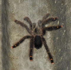 Avicularia rufa