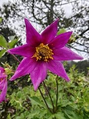 author not stated, no rights reserved Dahlia sherffii, photograph author not stated, no rights reserved