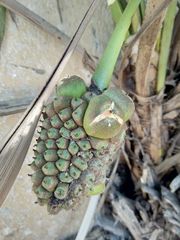 Allagoptera leucocalyx