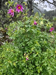 author not stated, no rights reserved Dahlia sherffii, photograph author not stated, no rights reserved