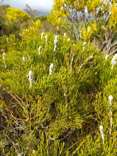 Kogelberg Sceptre (Paranomus spicatus)