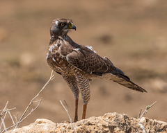 Melierax poliopterus