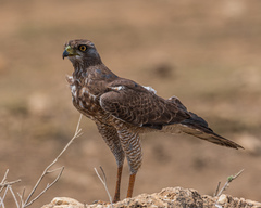 Melierax poliopterus