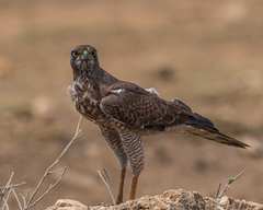 Melierax poliopterus