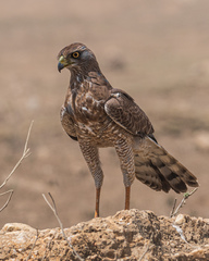 Melierax poliopterus