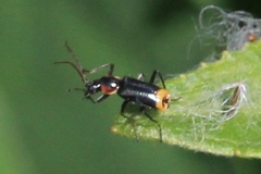 Axinotarsus pulicarius