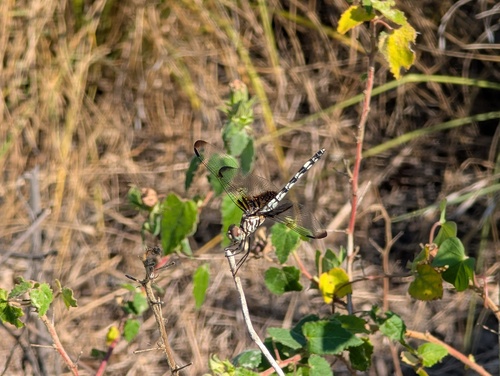 Checkered Setwing photo 3