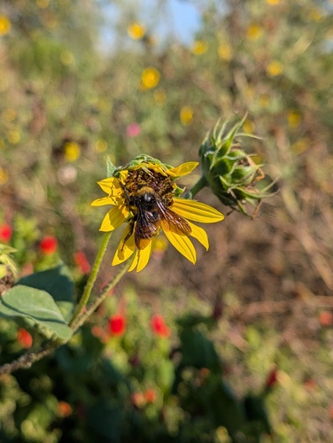 American bumble bee