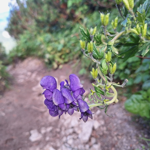 Aconitum firmum, photograph 5