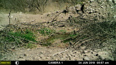 Passerina versicolor