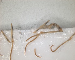 Arthropoda